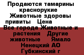 Продаются тамарины краснорукие . Животные здоровы привиты › Цена ­ 85 000 - Все города Животные и растения » Другие животные   . Ямало-Ненецкий АО,Губкинский г.